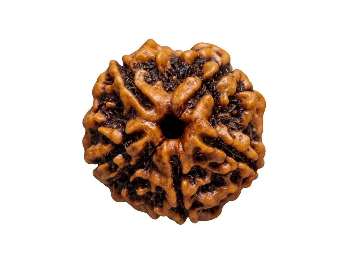 5 MUKHI RUDRAKSH Medium Size, Original Nepali, Natural and Lab Certified