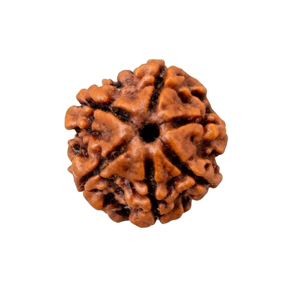 6 MUKHI RUDRAKSH Medium Size, Original Nepali Handpicked Rudraksh Bead, Natural and Lab Certified.