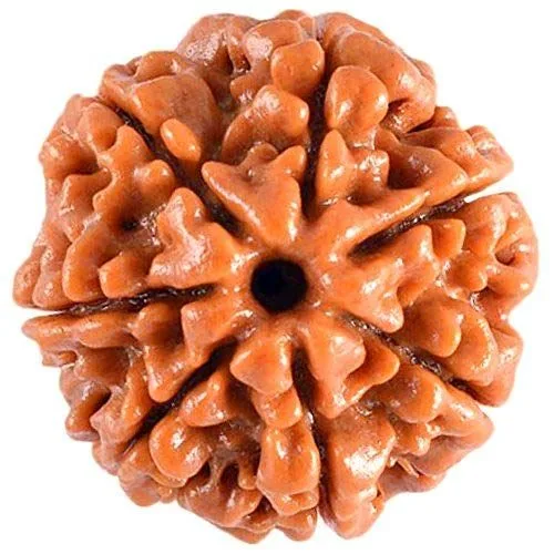 7 MUKHI RUDRAKSH Medium Size, Original Nepali Handpicked  Rudraksh Bead, Natural and Lab Certified.